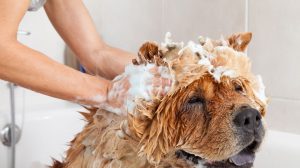 Si può usare lo shampoo per persone sul cane?
