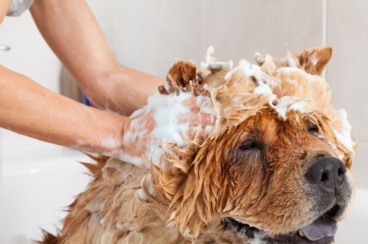 Si può usare lo shampoo per persone sul cane?